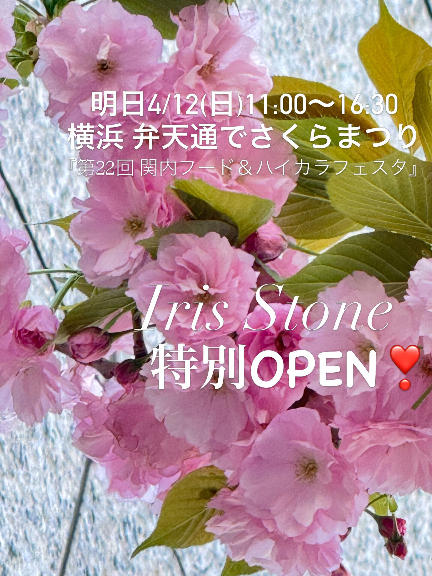 関内桜通りの八重桜がとても綺麗💕