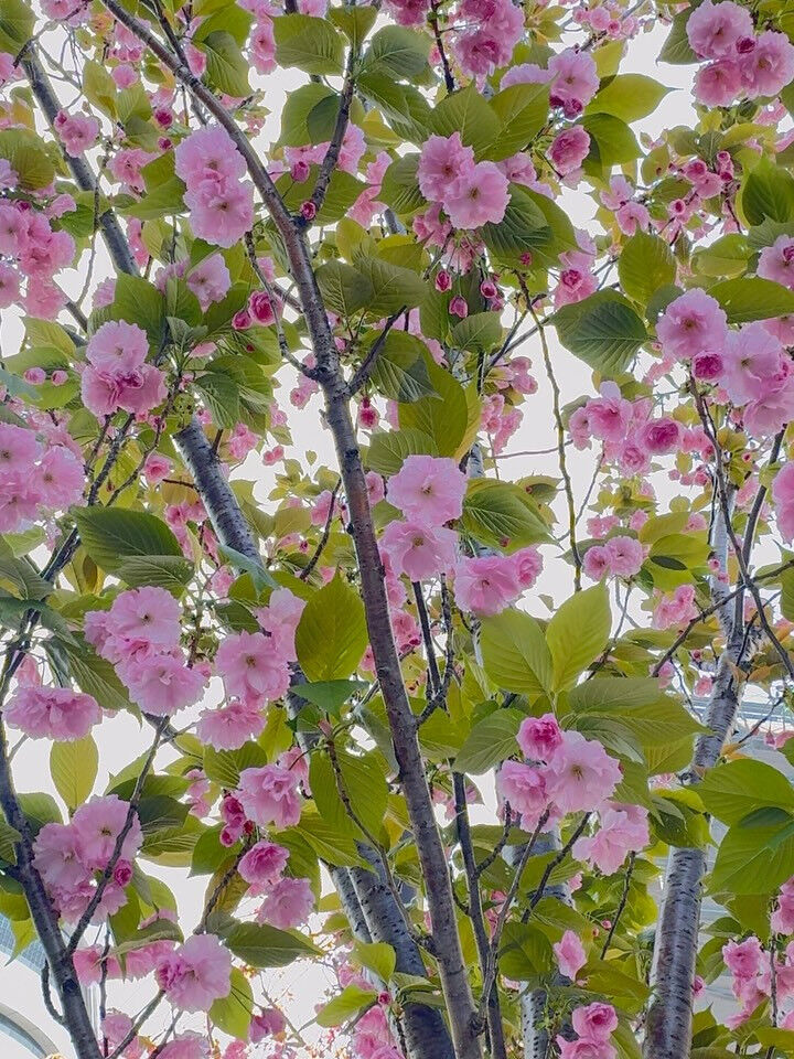 関内桜通りの八重桜がとても綺麗💕
