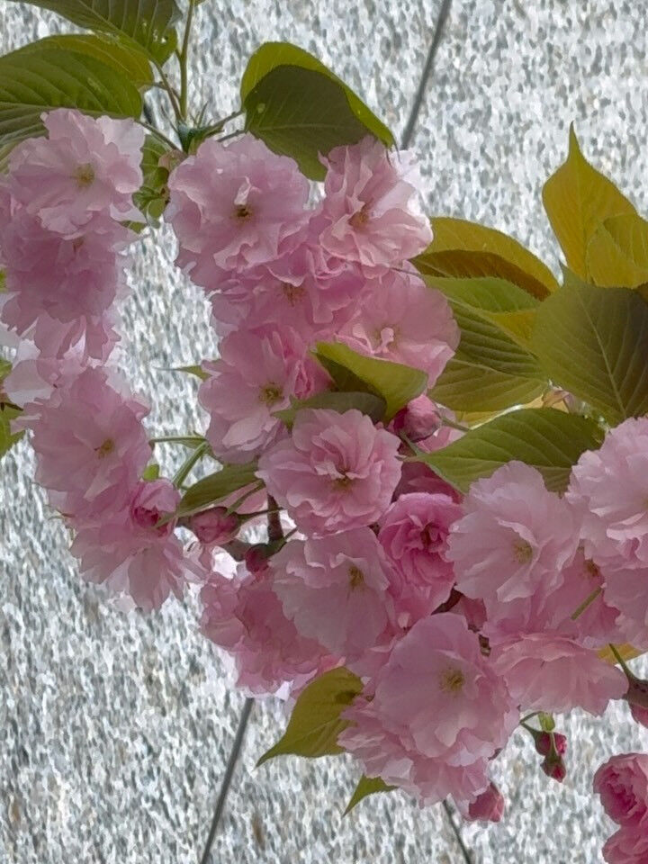 関内桜通りの八重桜がとても綺麗💕
